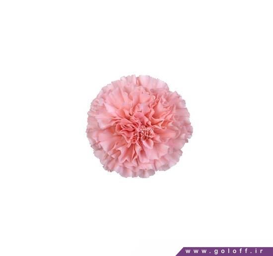 خرید اینترنتی گل در تهران - گل میخک اِسپرانزا - Carnation | گل آف